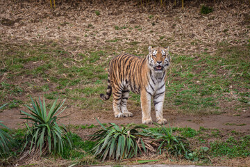 Tigre