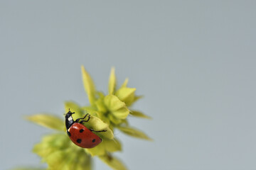 Red ladybug under the small green leaves of a basil