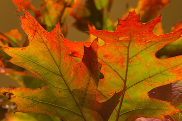 Naklejka na ściany i meble The colors of autumn on the leaves