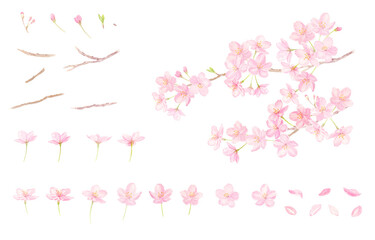 透明水彩で描いた桜の枝　ベクターイラストセット