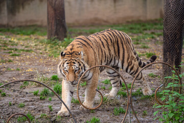 Tigre