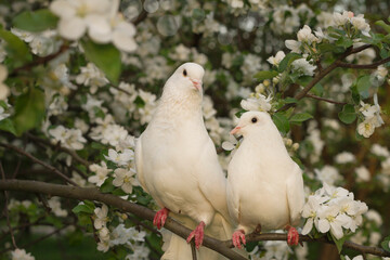  Close up of beautiful white pigeons sitting quietly on the branches of an apple tree in a blooming spring garden. 