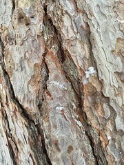 Bark of a tree