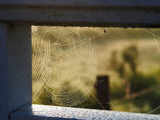 Im Netz der Spinne