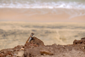A chipmunk siting on rocks with the ocean on the background on the Canary Island of Fuerteventura, Spain.