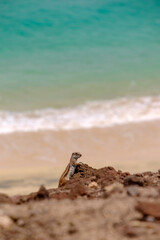 A chipmunk siting on rocks with the ocean on the background on the Canary Island of Fuerteventura, Spain.