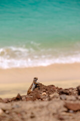 A chipmunk siting on rocks with the ocean on the background on the Canary Island of Fuerteventura, Spain.