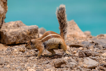 A chipmunk siting on rocks with the ocean on the background on the Canary Island of Fuerteventura, Spain.