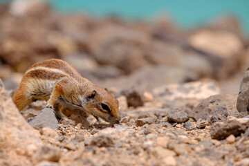 A chipmunk siting on rocks with the ocean on the background on the Canary Island of Fuerteventura, Spain.