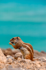 A chipmunk siting on rocks with the ocean on the background on the Canary Island of Fuerteventura, Spain.
