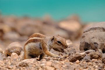 A chipmunk siting on rocks with the ocean on the background on the Canary Island of Fuerteventura, Spain.