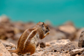 A chipmunk siting on rocks with the ocean on the background on the Canary Island of Fuerteventura, Spain.
