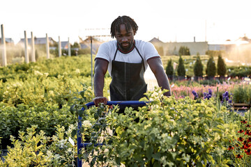 farmer man holds wheelbarrow with weeds plants and walks with it along the garden, black male...