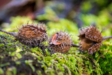 beechnuts in the forest