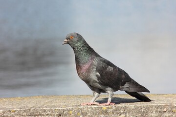 a grey dove basking in the sun