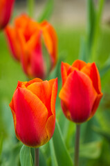 red and yellow tulips