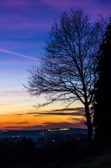 Fototapeta premium tree and sunset