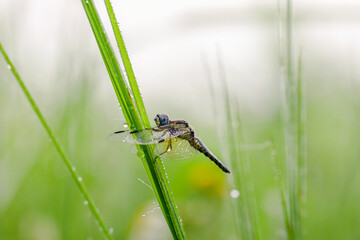 Dragonfly on fresh grass and sparkling drops of morning dew