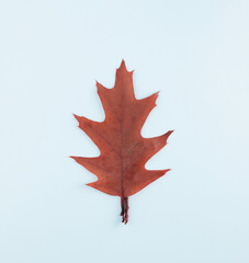 Oak leaf on white background. Flat lay. Natural minimal concept. Autumn color.