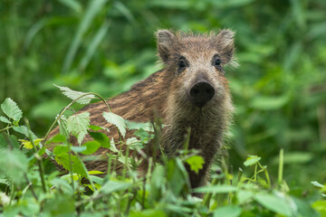 Dzik pasiak © Arkadiusz