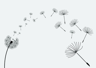 Vector Dandelion blowing silhouette.Vector isolated decoration element from scattered silhouettes. 