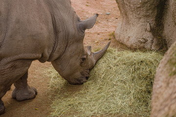 Obraz premium Rinoceronte