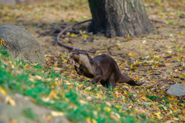 Lontra