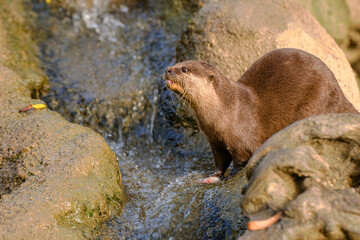 Lontra