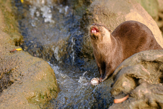 Lontra