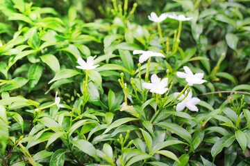White palace gardenia outdoors in a garden.