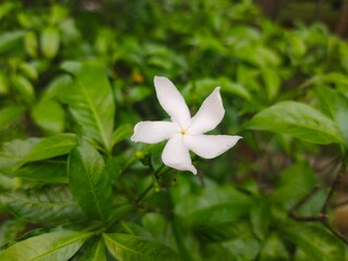 Obraz na płótnie Canvas Beautiful Tabernaemontana Orientalis White Flower, Close Up View, Selective Focus