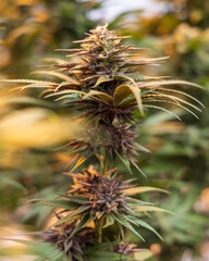 close up of hemp, cannabis, marijuana 