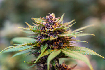 Naklejka na ściany i meble close up of hemp, cannabis, marijuana 