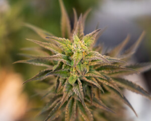 Naklejka na ściany i meble close up of hemp, cannabis, marijuana 