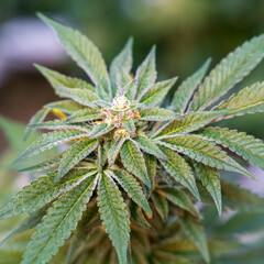 close up of hemp, cannabis, marijuana 