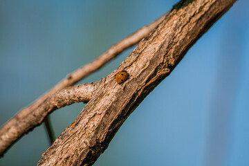 Coccinella