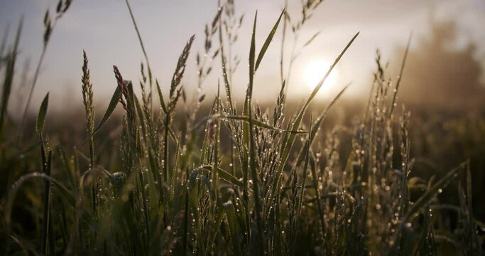 Poranne ujęcia łąki, trawa w rosie, Rosa na trawie, Łąka poranna, źdzbła trawy na łące 