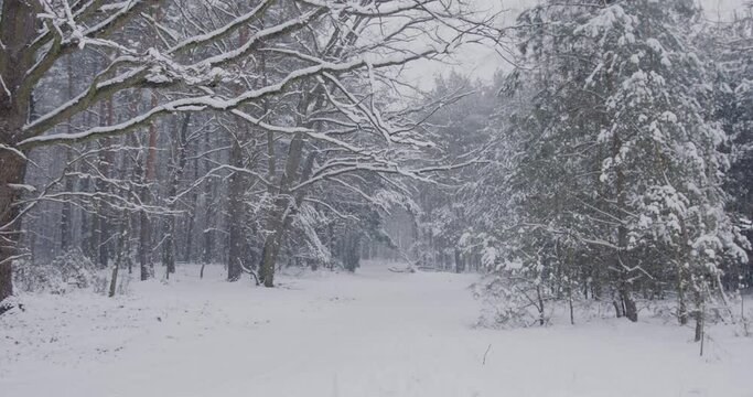 Zima w lesie, Ujęcia śniegu w lesie, Zima w lesie, Padający śnieg w lesie