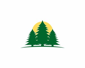 Pine tree with sunset behind