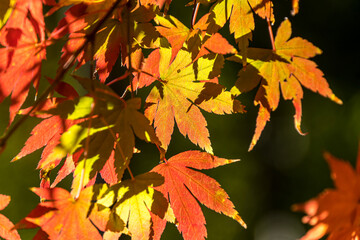 Naklejka na ściany i meble red autumn leaves background
