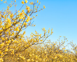 満開のロウバイと青空