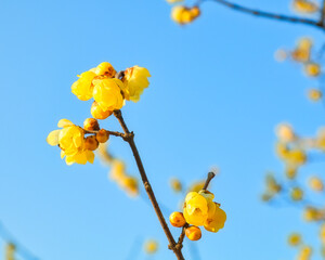 蝋梅と青空