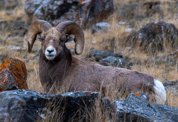 Big Horn Ram's