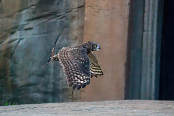 Gufo © Andrea ANfoto