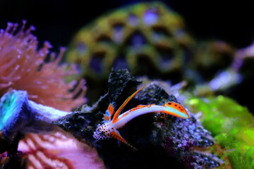 Flaming Prawn Goby - Discordipinna griessingeri