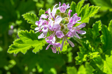 Fleur de géranium rosat