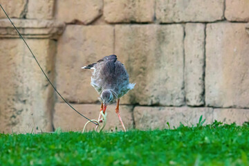 A caccia di serpenti