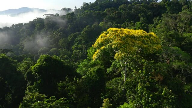 Stunning tropical forest view, a yellow flowering tree in the green canopy of the Amazon forest covered in fog