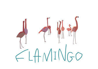 フラミンゴ
