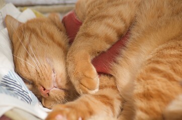おもしろい寝姿の猫